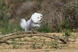 BICHON FRISE 267